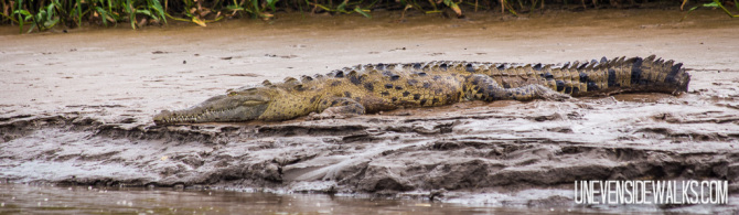 Croc on Shore